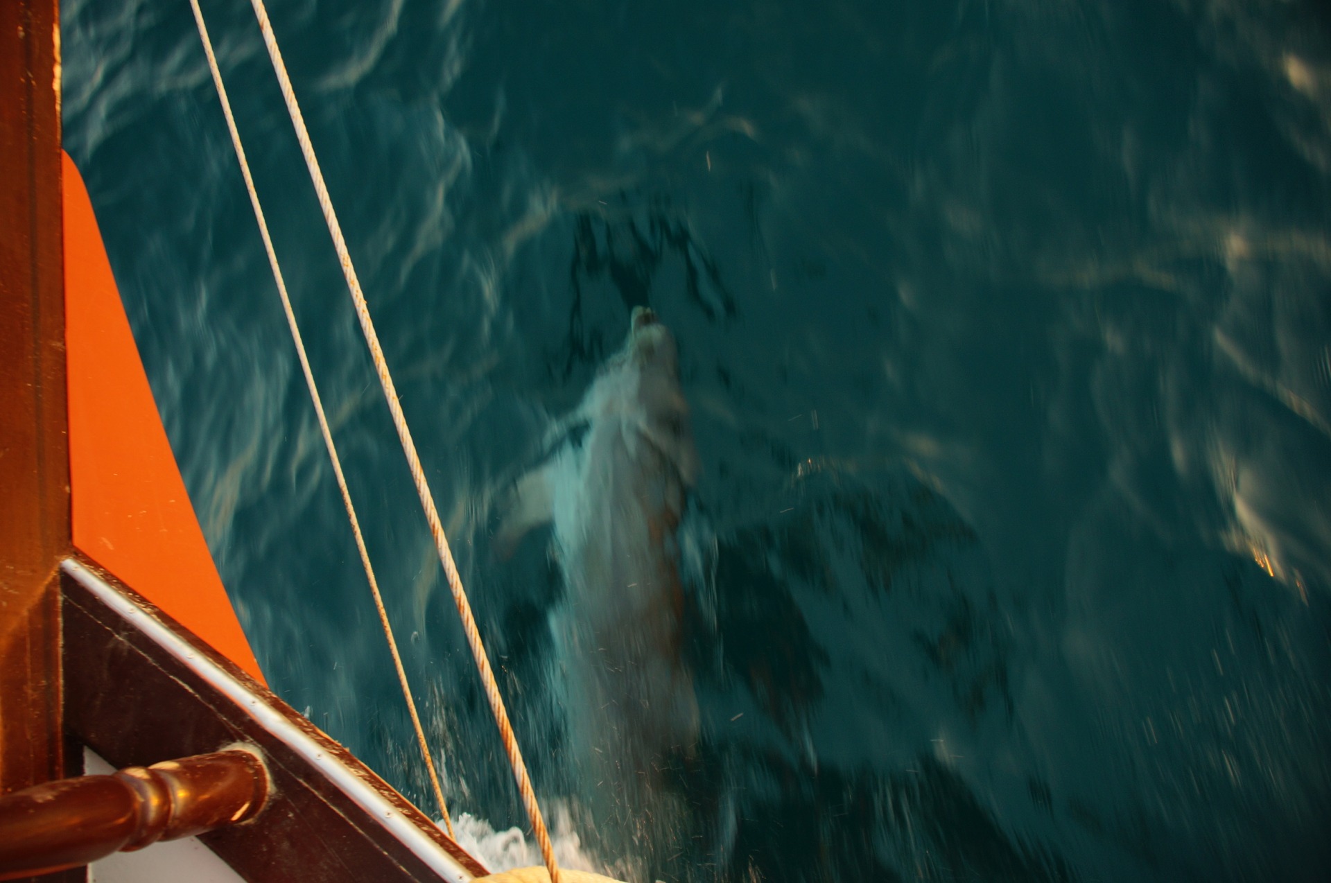Дельфины сопровождают яхту на морской прогулке в Анапе